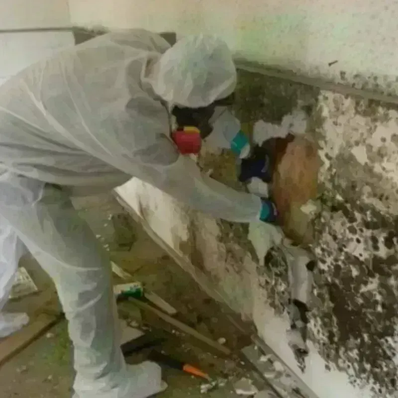 Mold Remediation and Removal in San Jose, CA